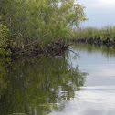 Florida Alligator