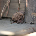 Mexican Free-Tailed Bat