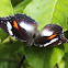 Varied Eggfly (Female)