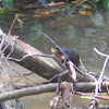 Central American Mud Turtle