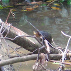 Central American Mud Turtle