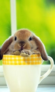 How to download Rabbit HD LWP Full 1.0 apk for pc