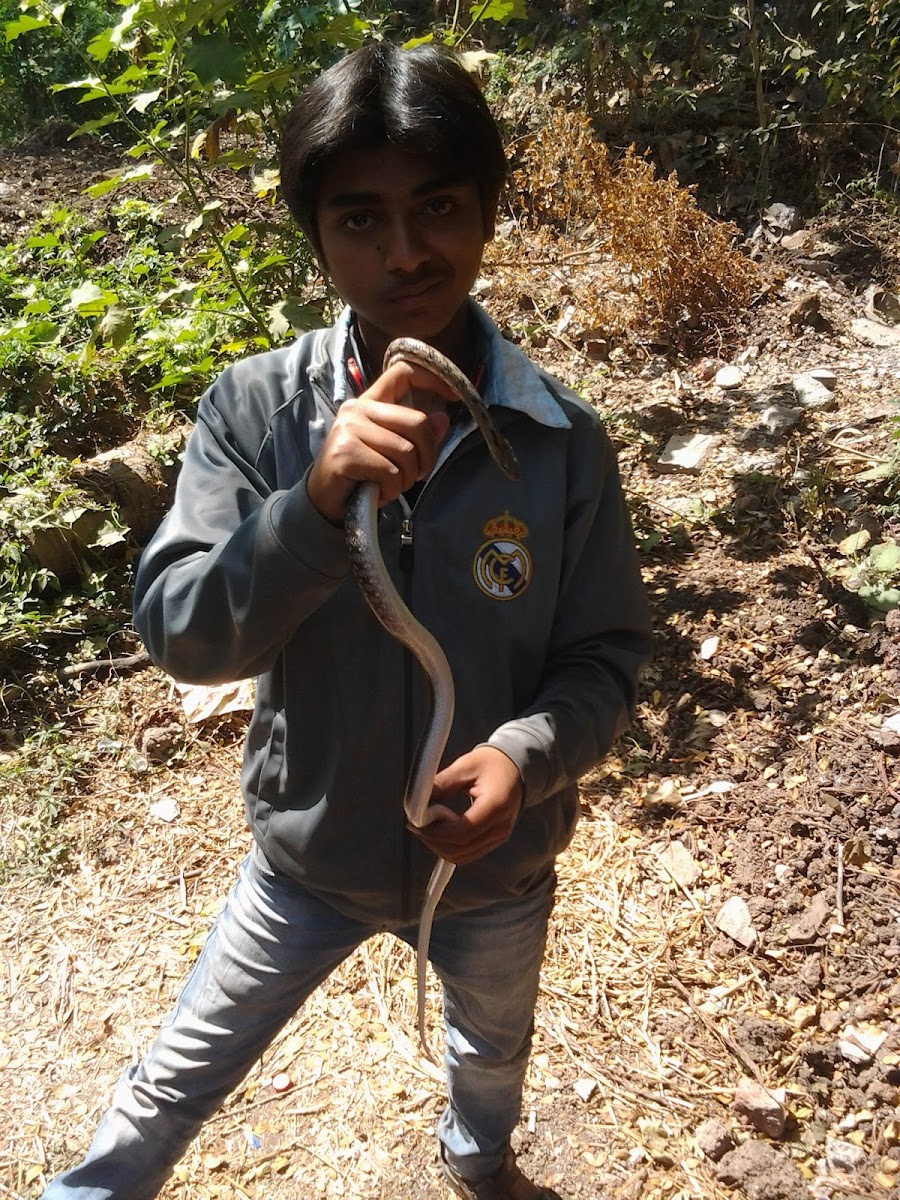 common trinket snake