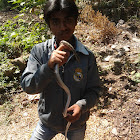 common trinket snake