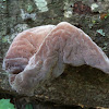 Wood ear