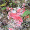 Bubblegum Lichen
