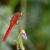 Ruddy Marsh Skimmer or Scarlet Skimmer