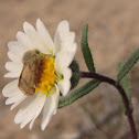 Flower moth