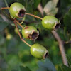 Hawthorn (unripe fruits)