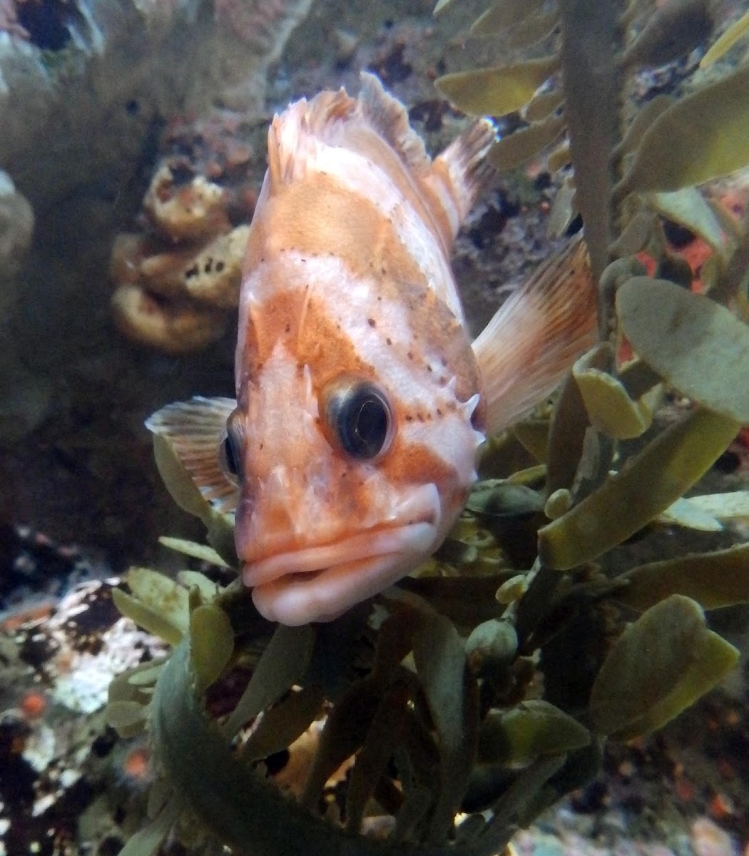 Tiger rockfish