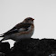 Snow Bunting