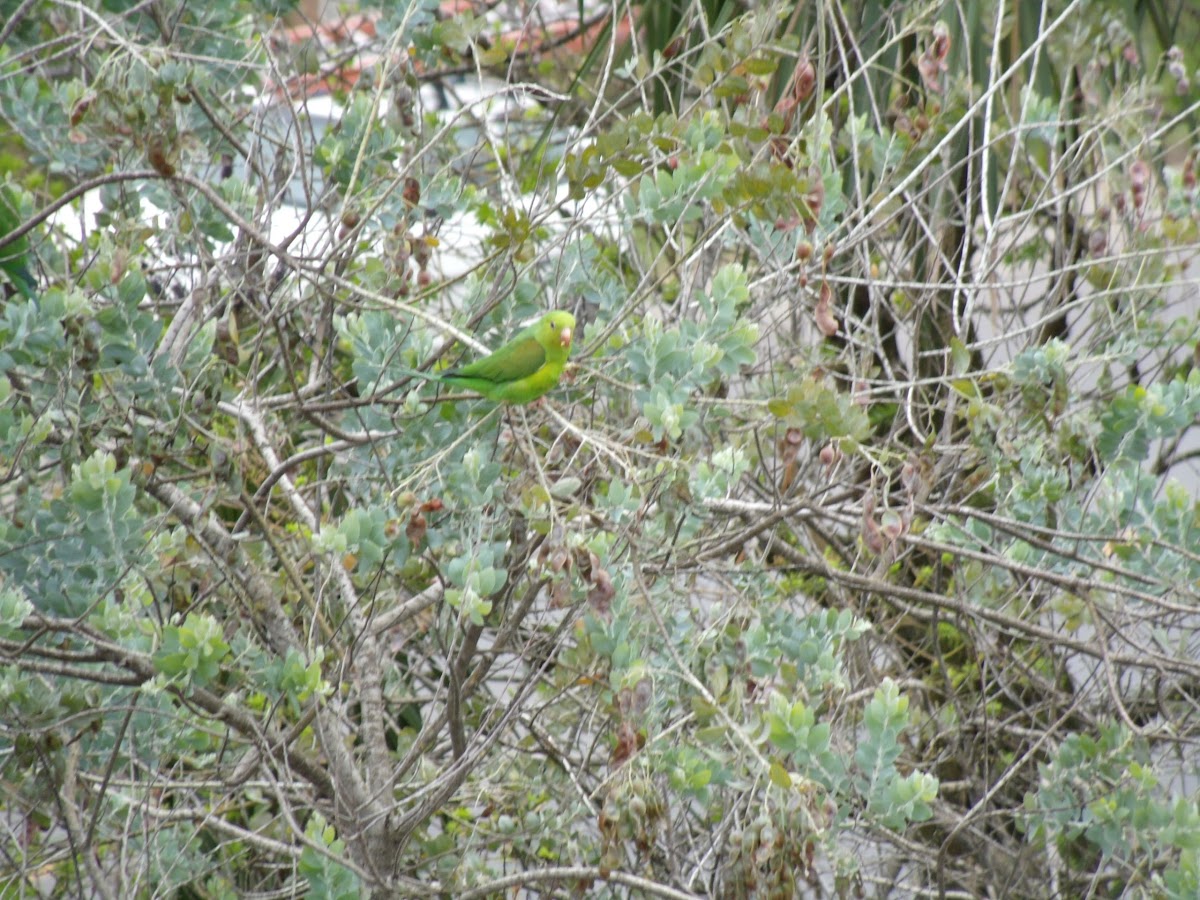 Periquito-rico (Brotogeris tirica)