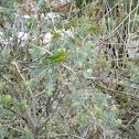 Periquito-rico (Brotogeris tirica)