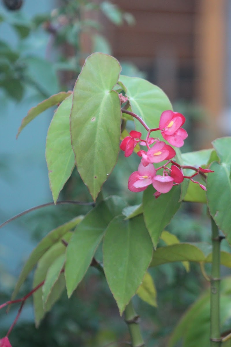 Flor de azucar o begonia