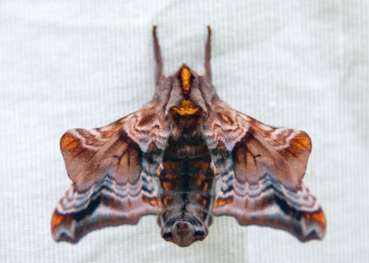 Small Eyed Sphinx Moth
