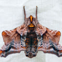 Small Eyed Sphinx Moth
