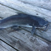 Channel Catfish