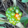 Jack-in-the pulpit (berries)