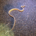 Mohave glossy snake
