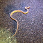 Mohave glossy snake