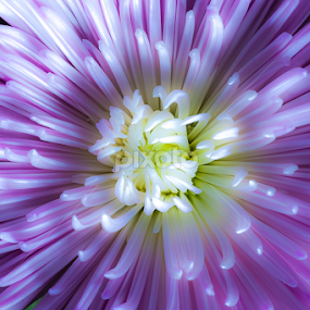 Chrysanthemum by David Millard - Flowers Single Flower