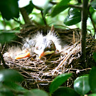 American Robin Chicks