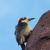 Black cheeked woodpecker