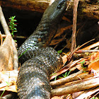 Tiger Snake