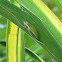 Eastern Dwarf Tree Frog