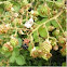 Rubus fruticosa (Zarzamora. Blackberry)