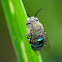 Blue banded bee