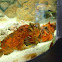Reef stone fish