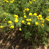 Pineappleweed