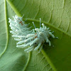 Atlas moth caterpillar