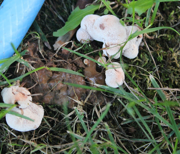 Blushing rosette Project Noah