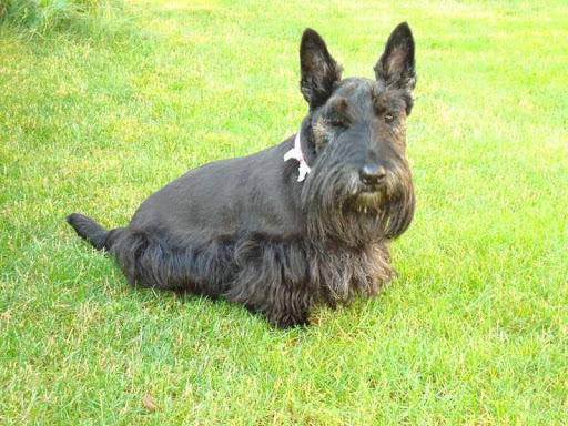 【免費書籍App】Scottish Terrier Dog-APP點子