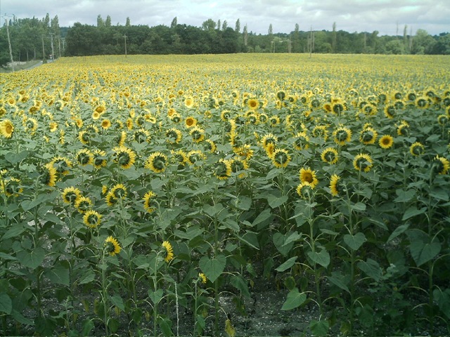 [sunflowers 0808[5].jpg]