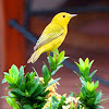 American Yellow Warbler