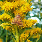 Mint-loving Pyrausta moth