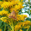 Mint-loving Pyrausta moth