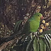 Plain parakeet, Periquito-verde