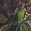 Plain parakeet, Periquito-verde