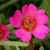 Pink Purslane