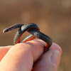 Red-bellied Snake