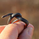 Red-bellied Snake
