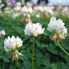 White Clover