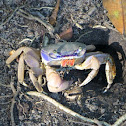 Blue Land Crab