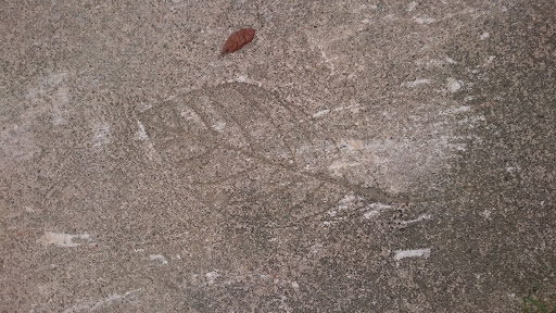 Leaf in Concrete 