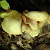 Mushroom C, few days older!