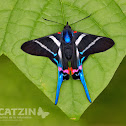 Long-tailed Metalmark